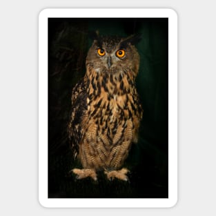 Portrait Of An Eagle Owl Sticker